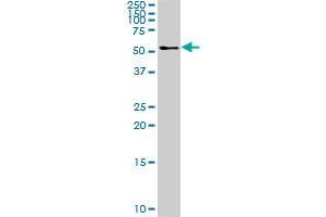 TFG MaxPab polyclonal antibody.