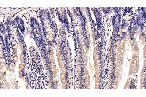 Detection of MUC2 in Rat Small intestine Tissue using Polyclonal Antibody to Mucin 2 (MUC2)