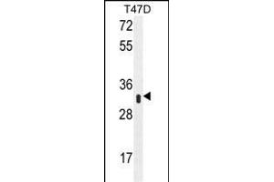 IFI35 Antibody (N-term R30) (ABIN655077 and ABIN2844709) western blot analysis in T47D cell line lysates (35 μg/lane). (IFI35 anticorps  (N-Term))