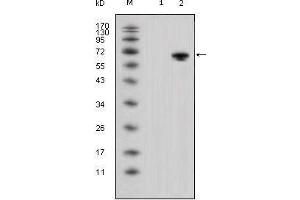 Western blot analysis using WNT5A mouse mAb against HEK293 (1) and WNT5A-hIgGFc transfected HEK293 cell lysate (2). (WNT5A anticorps)
