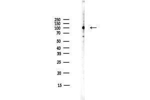 anti-LI Cadherin (Internal Region) antibody