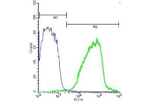 Mouse brain probed with Rabbit Anti-RSK2 (Tyr529) Polyclonal Antibody, Unconjugated (ABIN745283) (green) at 1:100 for 40 minutes followed by a FITC conjugated secondary compared to control cells (blue).