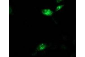 Anti-AQP1 mouse monoclonal antibody (ABIN2454186) immunofluorescent staining of COS7 cells transiently transfected by pCMV6-ENTRY AQP1 (RC205304). (Aquaporin 1 anticorps)