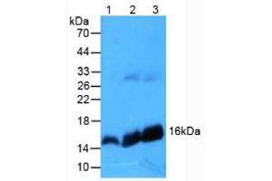 Figure. (Hemoglobin Subunit beta anticorps  (AA 1-147))