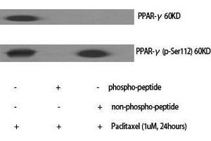 Western Blot (WB) analysis of specific cells using Phospho-PPAR-gamma (S112) Polyclonal Antibody.