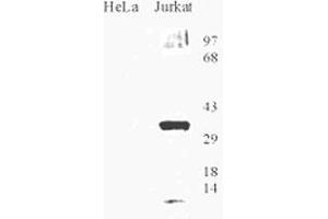 Western blot analysis of OGG1 in HeLa and Jurkat cell lysate with OGG1 polyclonal antibody . (OGG1 anticorps  (AA 1-100))
