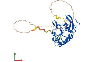 AlphaFold protein structure predicition of Human Recombinant CTDSPL Protein, UniprotID O15194