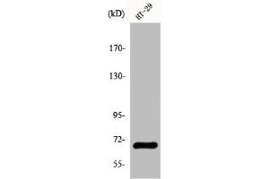 Western Blot analysis of COLO205 cells using GBP3 Polyclonal Antibody (GBP3 anticorps  (C-Term))