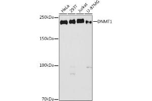 Western blot analysis of extracts of various cell lines, using DNMT1 antibody (ABIN7266810) at 1:1000 dilution.