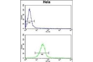 C2orf49 Antibody (N-term) (ABIN651382 and ABIN2840213) flow cytometry analysis of Hela cells (bottom histogram) compared to a negative control cell (top histogram). (C2orf49 anticorps  (N-Term))