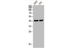Western blot analysis of 293T 3T3 lysis using GPR52 antibody. (GPR52 anticorps  (C-Term))