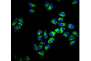 Immunofluorescence staining of Hela cells with ABIN7155542 at 1:133, counter-stained with DAPI. (HLA-F anticorps  (AA 194-303))