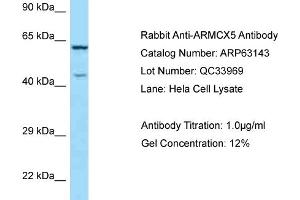 Western Blotting (WB) image for anti-Armadillo Repeat Containing, X-Linked 5 (ARMCX5) (C-Term) antibody (ABIN2789389) (ARMCX5 anticorps  (C-Term))