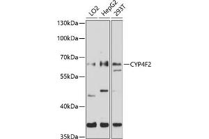 Western blot analysis of extracts of various cell lines, using CYP4F2 antibody (ABIN6130171, ABIN6139366, ABIN6139367 and ABIN6214266) at 1:1000 dilution.
