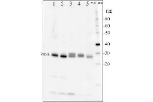 Image no. 1 for anti-D1 Protein of PSII, (PsbA) (C-Term) antibody (ABIN93523) (D1 Protein of PSII, (PsbA) (C-Term) anticorps)
