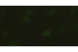 Immunofluorescent staining of HeLa cells using anti-SOX17 mouse monoclonal antibody (ABIN2452673). (SOX17 anticorps  (AA 177-414))