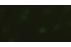 Immunofluorescent staining of HeLa cells using anti-SOX17 mouse monoclonal antibody (ABIN2452673). (SOX17 anticorps  (AA 177-414))