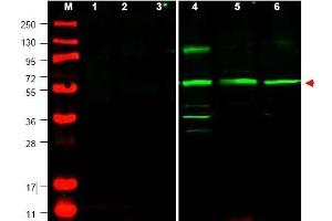 Image no. 1 for anti-Phosphatase and Tensin Homolog Pseudogene 1 (PTENP1) (N-Term) antibody (ABIN401437) (PTENP1 anticorps  (N-Term))