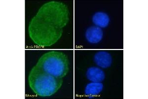 ABIN6391413 Immunofluorescence analysis of paraformaldehyde fixed MCF7 cells, permeabilized with 0. (PDGFB anticorps  (C-Term))
