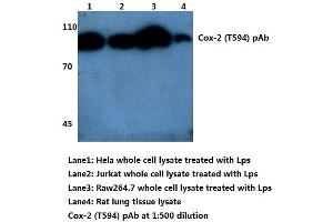 Western blot (WB) analysis of Cox2/PGHS2 (pThr594) antibody (PTGS2 anticorps)