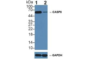 Western blot analysis of (1) Wild-type HeLa cell lysate, and (2) CASP8 knockout HeLa cell lysate, using Rabbit Anti-Human CASP8 Antibody (3 µg/ml) and HRP-conjugated Goat Anti-Mouse antibody (abx400001, 0.