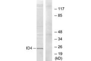 Western blot analysis of extracts from HepG2 cells, using ID4 Antibody.