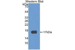 Western Blotting (WB) image for anti-Chemokine (C-X-C Motif) Ligand 13 (CXCL13) (AA 23-94) antibody (ABIN1858140) (CXCL13 anticorps  (AA 23-94))