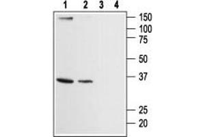 Western blot analysis of human HL-60 promyelocytic leukemia (lanes 1 and 3) and human Jurkat acute T cell leukemia (lanes 2 and 4) cell lysates: - 1,2. (ORAI2 anticorps  (Intracellular, N-Term))