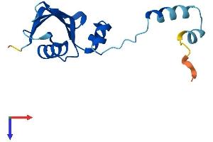 AlphaFold protein structure predicition of Mouse Recombinant Rps24 Protein, UniprotID P62849