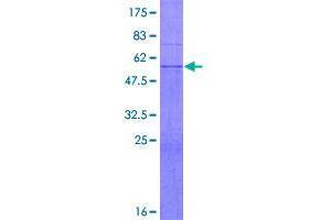 Image no. 1 for Ubiquitin-Conjugating Enzyme E2, J2 (UBE2J2) (AA 1-259) protein (GST tag) (ABIN1324379)