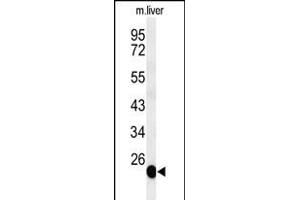 Western blot analysis of BSND Antibody (C-term) (ABIN653815 and ABIN2843088) in mouse liver tissue lysates (35 μg/lane).