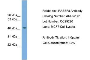 WB Suggested Anti-RASSF8  Antibody Titration: 0. (RASSF8 anticorps  (N-Term))