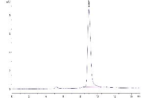The purity of Mouse PSCA is greater than 95 % as determined by SEC-HPLC. (PSCA Protein (AA 21-95) (Fc Tag))