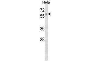 AGFG1 Antibody (N-term) western blot analysis in Hela cell line lysates (35 µg/lane). (AGFG1 anticorps  (N-Term))
