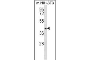 Western blot analysis in mouse NIH-3T3 cell line lysates (35ug/lane). (NUDT9 anticorps  (C-Term))
