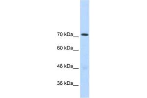 Western Blotting (WB) image for anti-General Transcription Factor II I Repeat Domain-Containing 1 (GTF2IRD1) antibody (ABIN2460794) (GTF2IRD1 anticorps)
