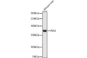 Western blot analysis of extracts of Mouse liver, using PER2 antibody (ABIN6131889, ABIN6145450, ABIN6145452 and ABIN6217063) at 1:1000 dilution. (PER2 anticorps  (AA 1-150))
