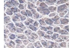 IHC-P analysis of Mouse Stomach Tissue, with DAB staining. (DNAJC2 anticorps  (AA 368-621))