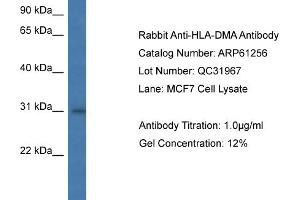 Western Blotting (WB) image for anti-Major Histocompatibility Complex, Class II, DM alpha (HLA-DMA) (N-Term) antibody (ABIN786374) (HLA-DMA anticorps  (N-Term))