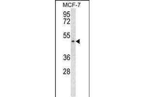SCD5 Antibody (Center) (ABIN656967 and ABIN2846151) western blot analysis in MCF-7 cell line lysates (35 μg/lane). (SCD5 anticorps  (AA 147-175))