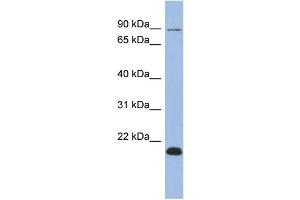 WB Suggested Anti-TCEB3B Antibody Titration:  0. (TCEB3B anticorps  (Middle Region))