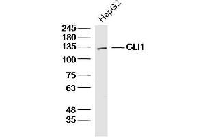 HepG2 lysates probed with GLI1 Polyclonal Antibody, Unconjugated  at 1:300 dilution and 4˚C overnight incubation. (GLI1 anticorps  (AA 601-700))
