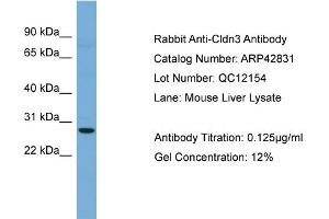 WB Suggested Anti-Cldn3 Antibody Titration:  0.