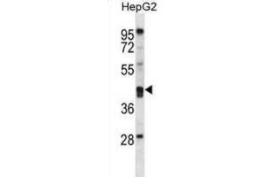 Western Blotting (WB) image for anti-Paraoxonase 2 (PON2) antibody (ABIN2997044) (PON2 anticorps)