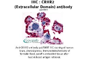 Image no. 1 for anti-Corticotropin Releasing Hormone Receptor 2 (CRHR2) (1st Extracellular Domain) antibody (ABIN1733310)