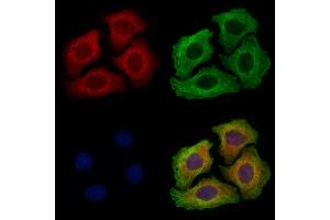 ABIN6256857 and ABIN6273593 staining Hela cells by IF/ICC.