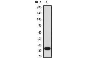 Western blot analysis of HO-1 expression in A549 (A) whole cell lysates. (HMOX1 anticorps)