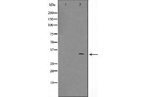 Western blot analysis on COS7 cell lysate using ZNF498 Antibody,The lane on the left is treated with the antigen-specific peptide. (Zinc Finger and SCAN Domain Containing 25 (ZSCAN25) anticorps)