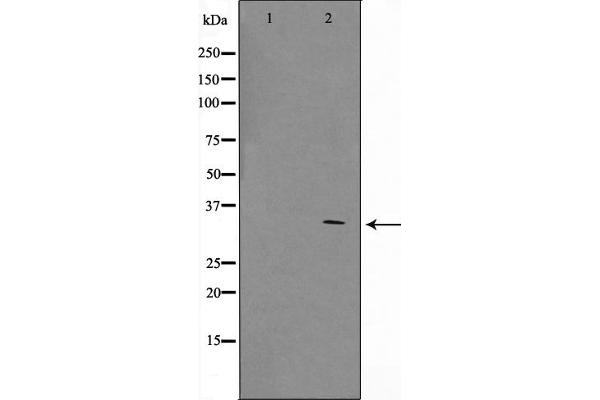 Zinc Finger and SCAN Domain Containing 25 (ZSCAN25) antibody