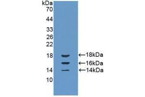Western blot analysis of recombinant Cow IL15. (IL-15 anticorps  (AA 48-162))